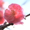 寒いけどそろそろ春っぽい