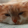 たれねこ