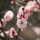 香る花