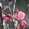 梅の花