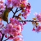 河津桜とめじろ