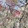 2014 梅　谷保天満宮 7