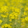 菜の花。