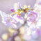 春の日にⅡ