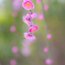 春の音