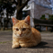 ねこちゃん