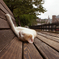 2013aug　cat
