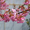 河津桜