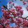 河津桜