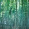 bamboo thicket 