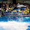 EPSON水族館 EOS 30D+LensBaby3G