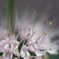 IMGP3184a