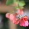 葉っぱなのか花なのか