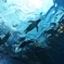 海を翔ぶ