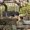 湯島天神の猫