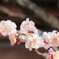 蜂と梅