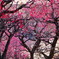 紅をさす