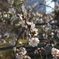小石川後楽園