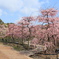 しだれ梅園