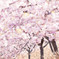 煌きの桜