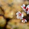 梅の花