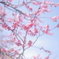 spring has come