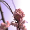 IMGP3767