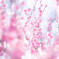 梅花日和