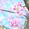 桜の香り