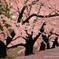 雨の日の桜は切なくて…。