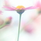 花便り　- イチゴミルクのイメージで -