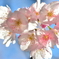 河津桜、もうじき春