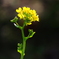 菜の花
