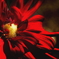 紅蓮の花びら