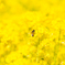 菜の花