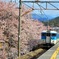 甚六桜。