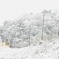 雪の中。