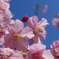 河津桜