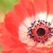 Anemone