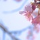 緋寒桜