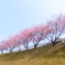 緋寒桜　2