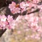 緋寒桜　3