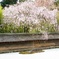 龍安寺 枝垂れ