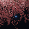桜月夜