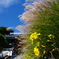 紅葉前　秋の二色　楽しみて（鎌倉安養院）