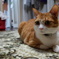 うちのねこ