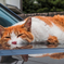 猫撮り散歩520