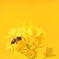 いえろー・イエロー・Yellow