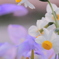 凛として清く。