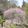八重寒紅（ウメ）